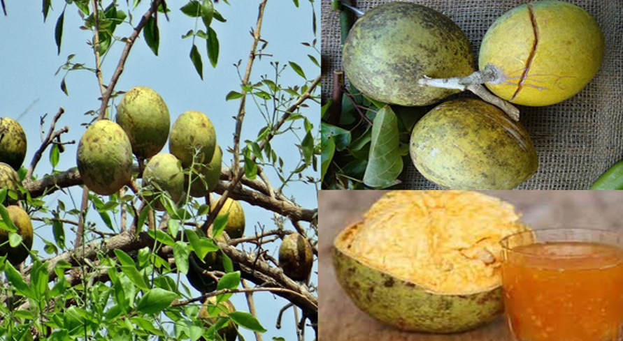 বেল: গরমের প্রাকৃতিক টনিক